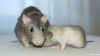 normal_DSC_02497E5.jpg