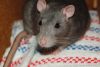 DSC_0147.jpg