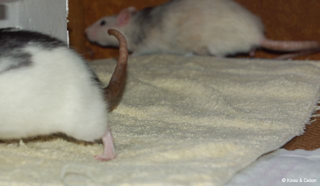 DSC_0115.jpg