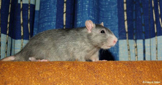 DSC_0133.jpg