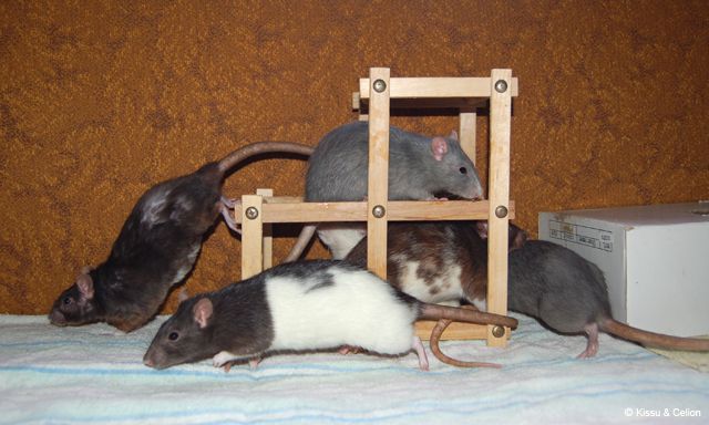 DSC_0144.jpg