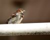 Picture_097.jpg