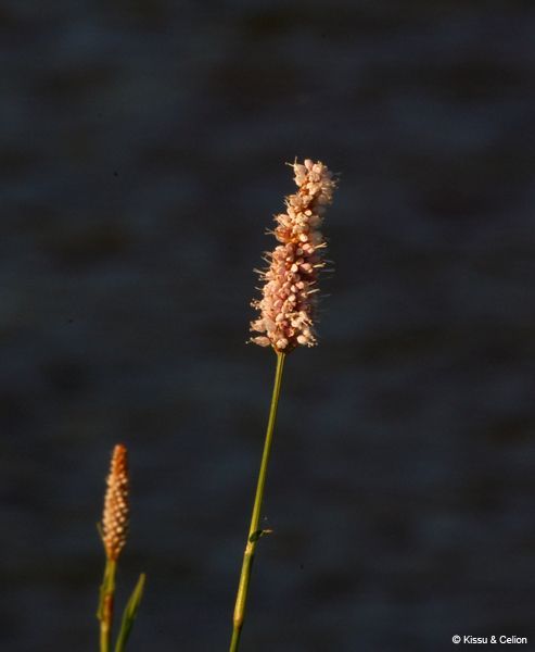 Picture_071.jpg
