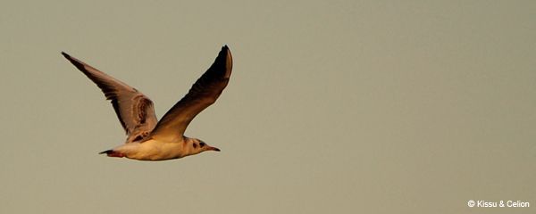Picture_169.jpg
