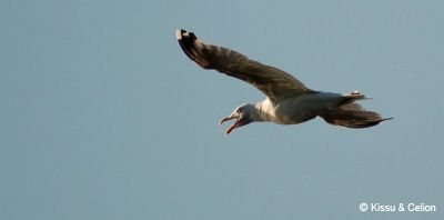 DSC_0004.jpg
