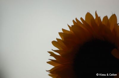 DSC_0017.jpg