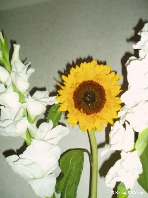 P1010766.JPG