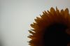 DSC_0017.jpg