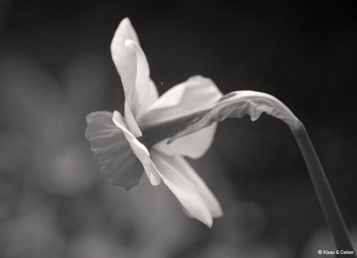 DSC_0081.jpg