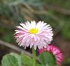DSC_0084.jpg