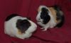 DSC_0097.jpg