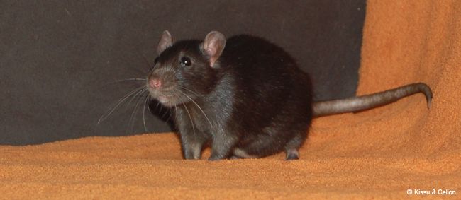 rott1.jpg