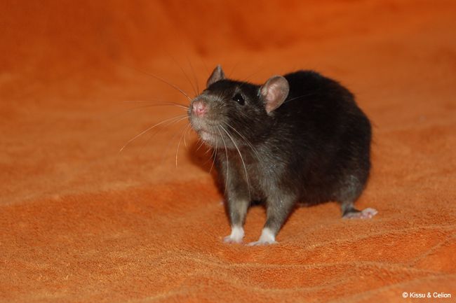 rott3.jpg