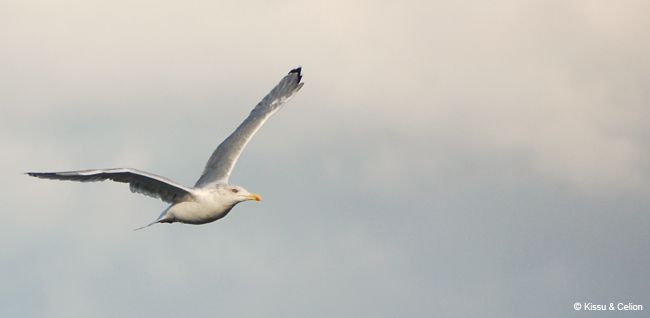 DSC_0044.jpg