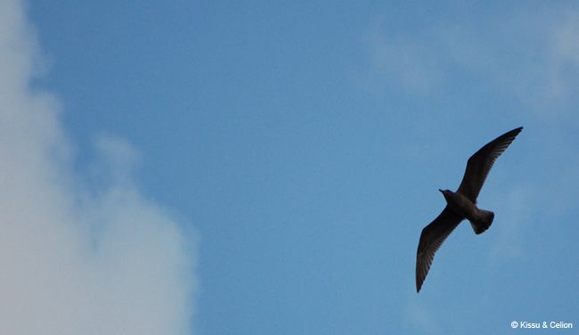 DSC_0099.jpg