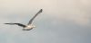 DSC_0044.jpg