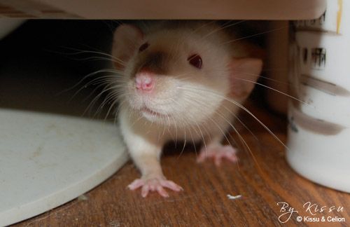 DSC_0032.jpg