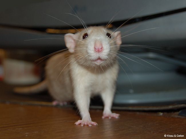 DSC_0092.jpg