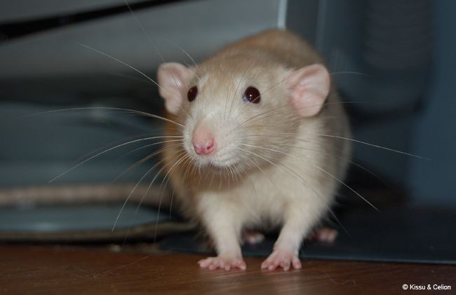 DSC_0104.jpg