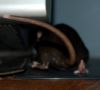 DSC_0090.jpg