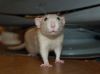 DSC_0092.jpg
