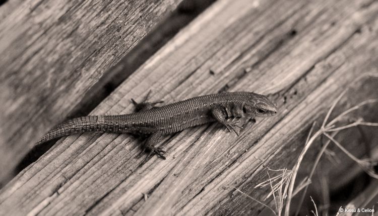 DSC_0049.jpg