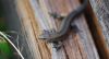 DSC_0064.jpg