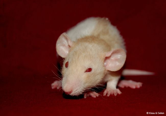 DSC_0382.jpg
