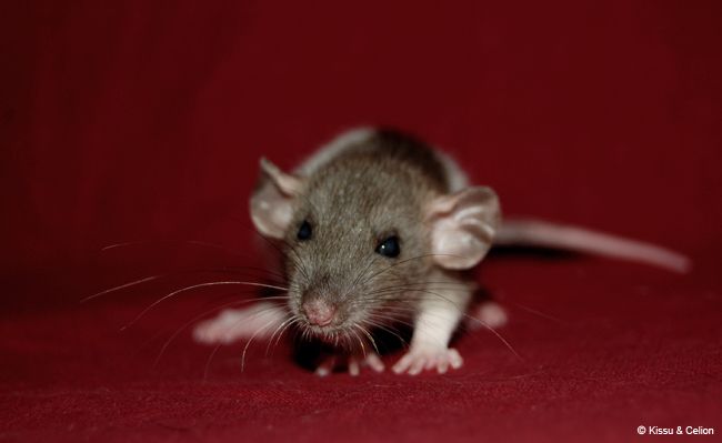 DSC_0396.jpg