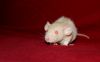 DSC_0146.jpg