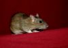 DSC_0341.jpg