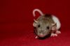 DSC_0387.jpg
