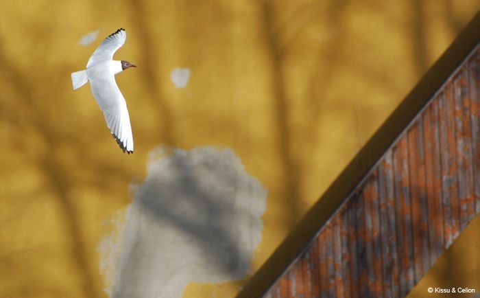 DSC_0011~1.jpg