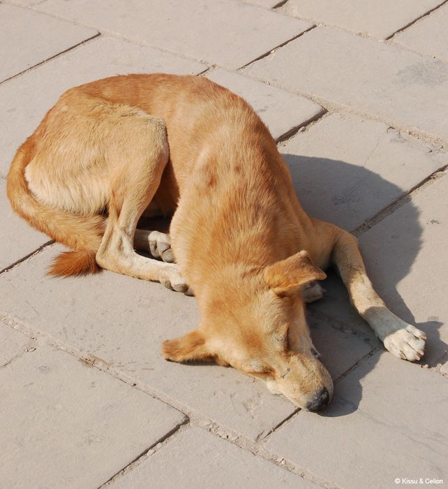Pontu / Puppy-dog
NÃ¤eb vÃ¤lja tÃ¤pselt nagu meie oma. Seal olid kÃµik kohad selliseid koeri tÃ¤is, kes suutsid vÃµrdse Ã¼kskÃµiksusega nii pÃ¤ikesepaistel keset turistirohket templit laibana magada kui mÃ¶Ã¶da kitsukest tammiserva rahulikul sammul edasi sÃ¶rkida.

Looks just like our dog. Dogs looking like that were everywhere; they could sleep in the middle of a temple full of tourists and walk on the narrow edge of the Aswan dam while remaining perfectly calm.
