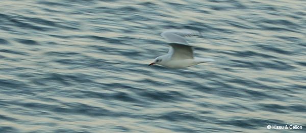 Kajakas / Gull
Laeva Ã¼mber tiirles neid sadamas pÃ¤ris palju.

There were quite a lot of them in the harbor circling around the ship.
