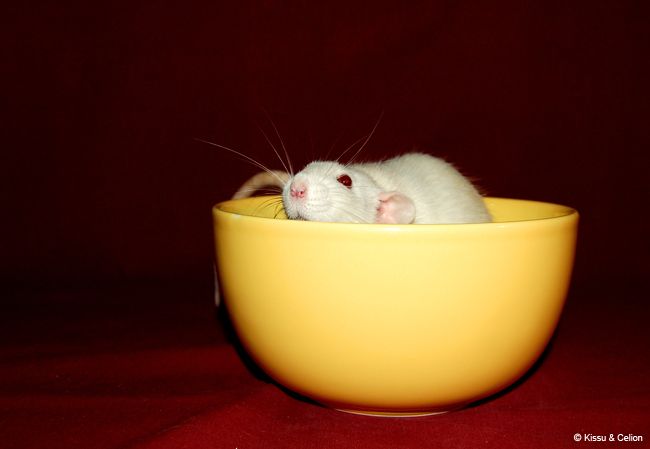 DSC_0227.jpg