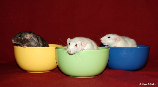 DSC_0350.jpg