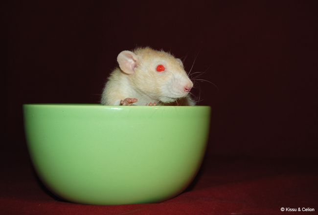 DSC_0392.jpg