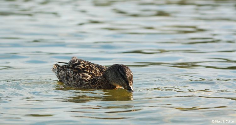 DSC_0004~14.jpg