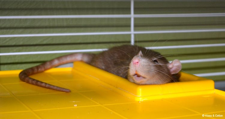 DSC_0006~16.jpg