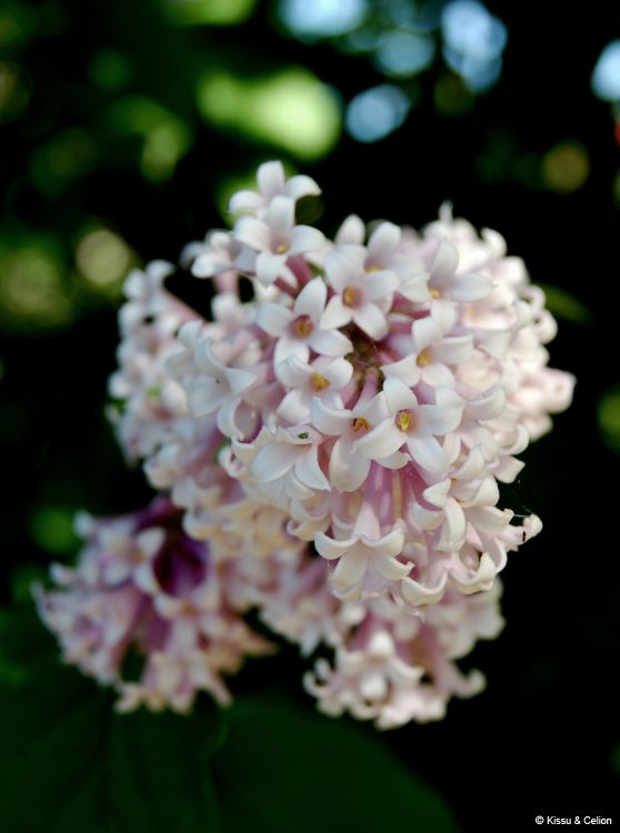 DSC_0159~0.jpg