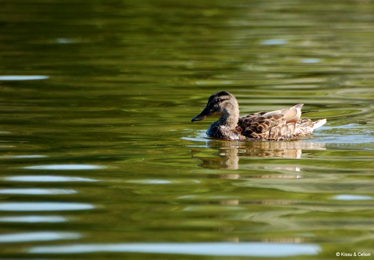 DSC_0179~4.jpg