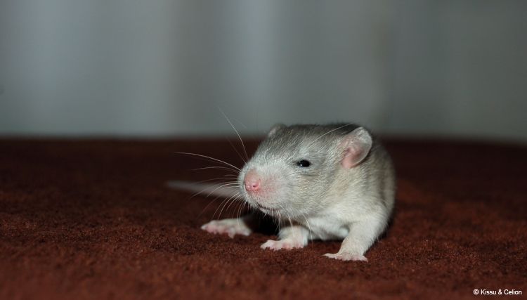 DSC_0237~11.jpg