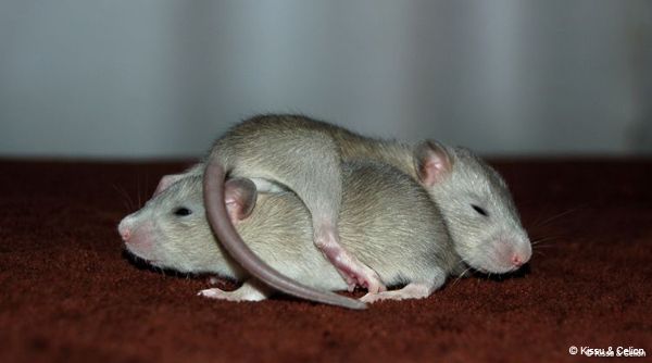 normal_DSC_03447E4.jpg