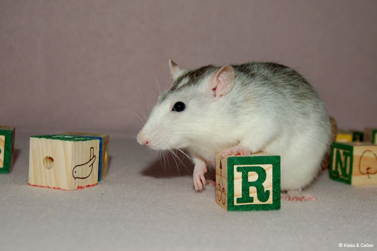 DSC_0444.jpg