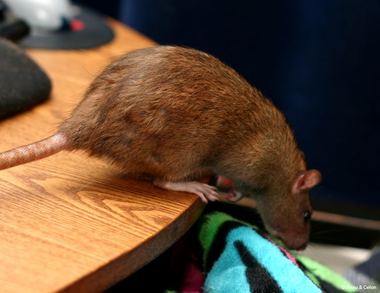 agouti2.JPG