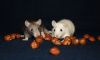 DSC_0002~19.jpg