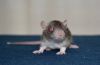 DSC_0015~16.jpg