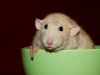 DSC_0016~4.jpg