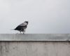 DSC_0020~1.jpg